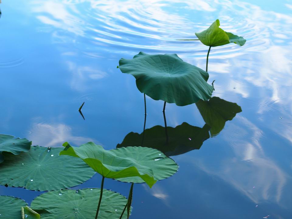 西湖荷花诗句古诗大全,关于荷花的诗句古诗七言绝句
