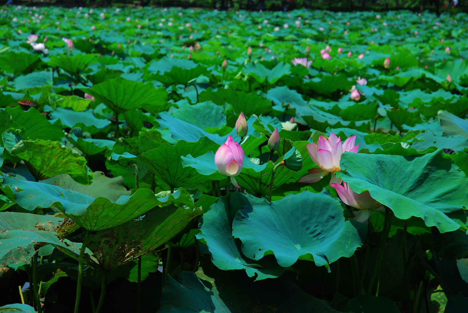 西湖荷花诗句古诗大全,关于荷花的诗句古诗七言绝句