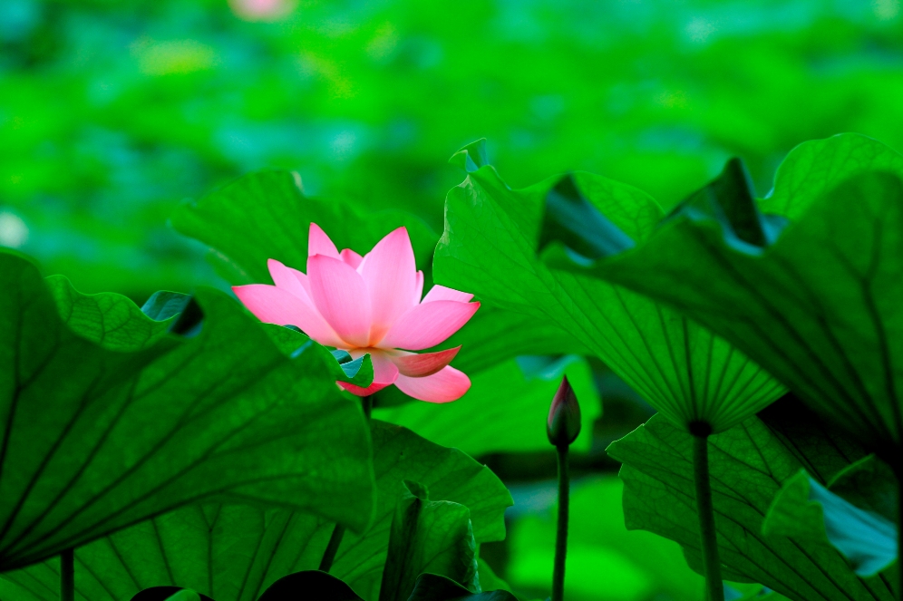 西湖荷花诗句古诗大全,关于荷花的诗句古诗七言绝句