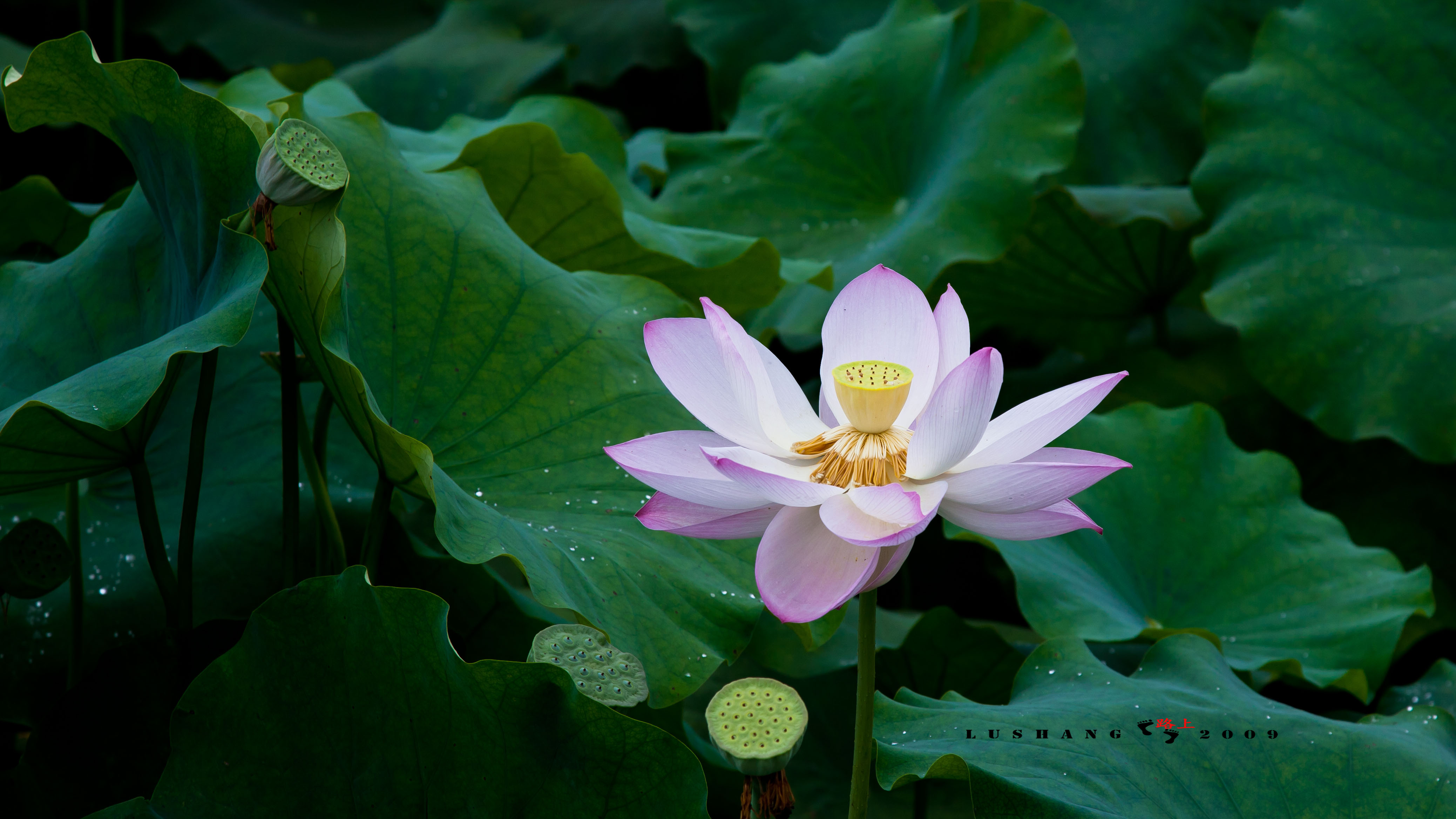西湖荷花诗句古诗大全,关于荷花的诗句古诗七言绝句
