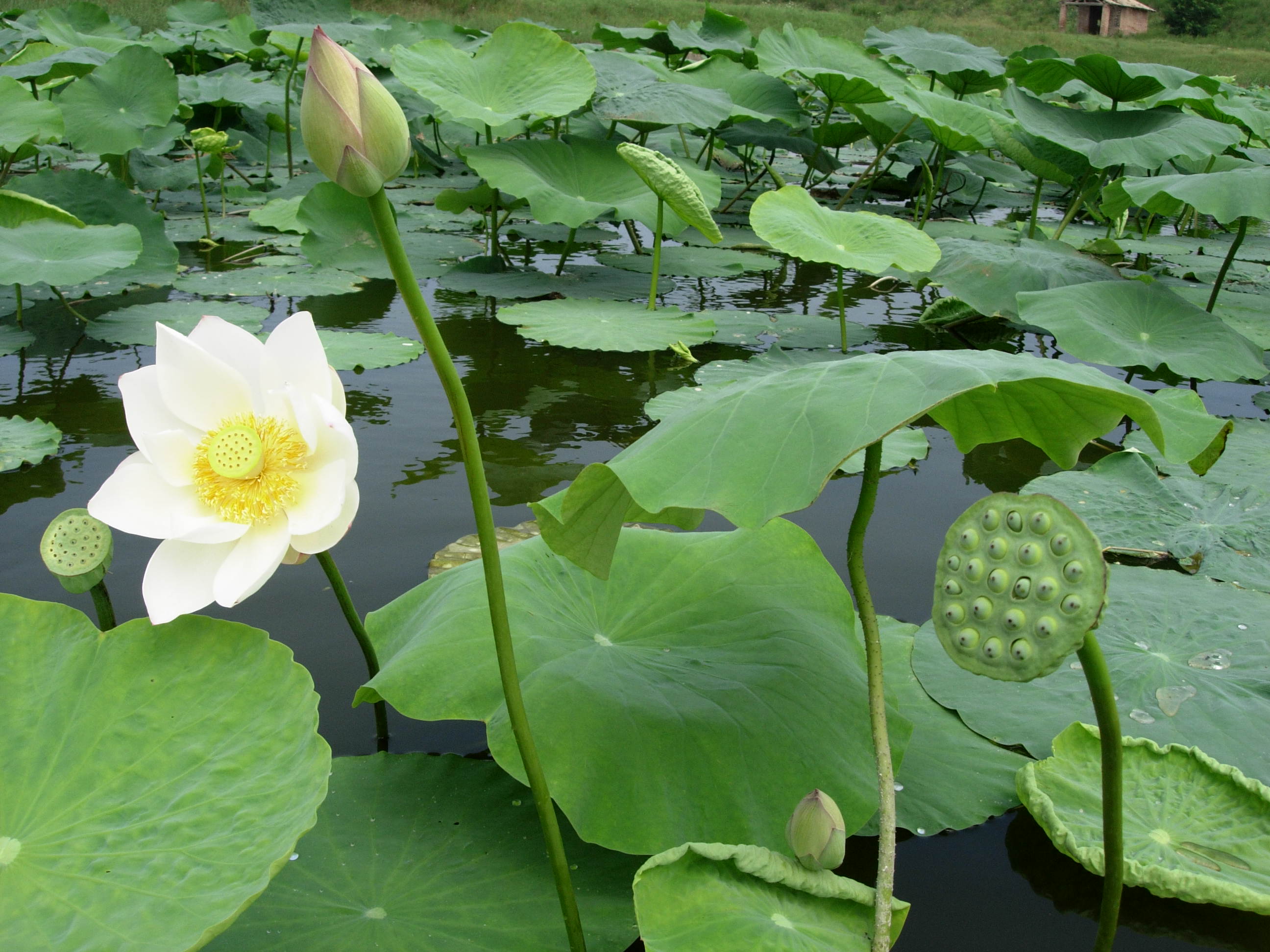 西湖荷花诗句古诗大全,关于荷花的诗句古诗七言绝句