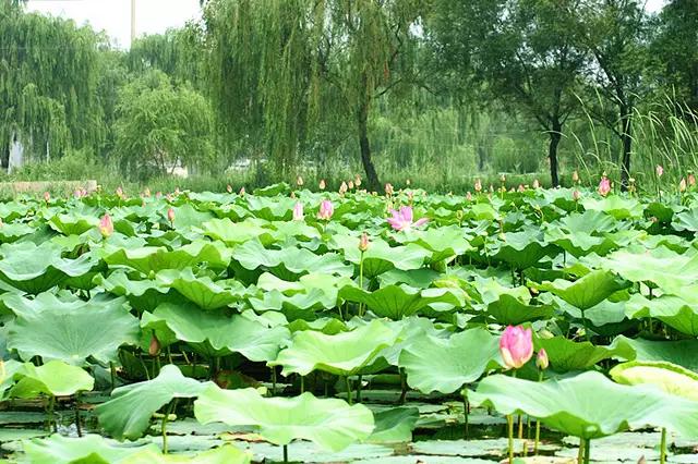 西湖荷花诗句古诗大全,关于荷花的诗句古诗七言绝句