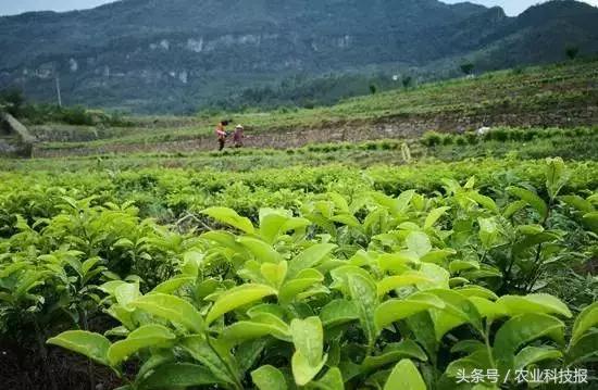 走出杨凌看示范,走出杨凌