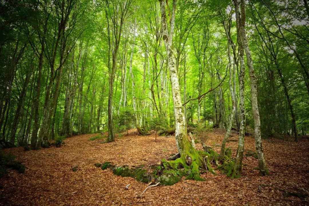 健合集团年度营收109亿,健合集团中国