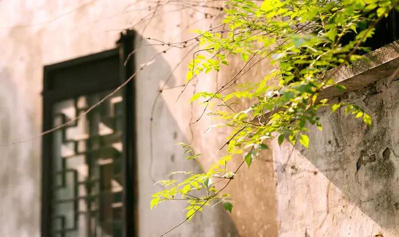 苏州旅游必打卡景点,苏州旅游攻略古镇美食