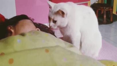 如果你觉得生活太难那就养只猫,如果生活艰难就养只猫吧