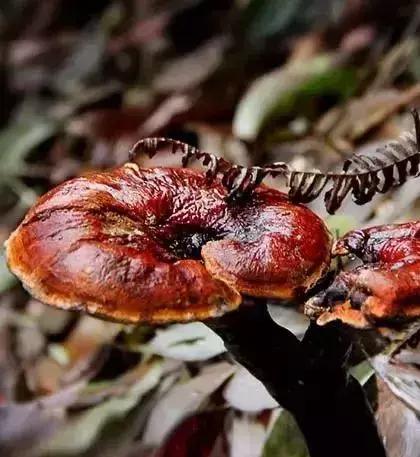 灵芝怎么吃又方便又有效果,灵芝怎么做好吃有什么功效