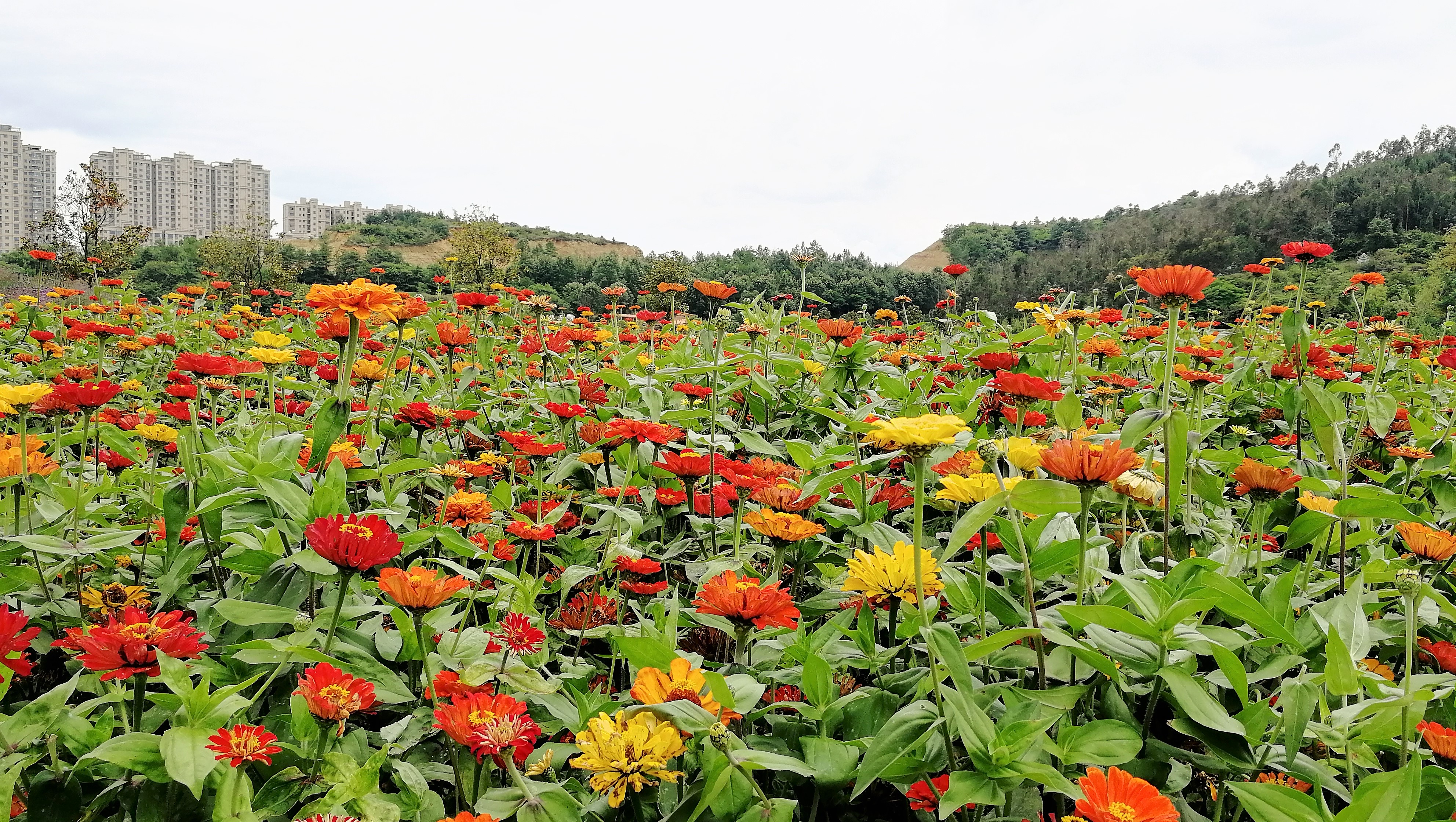 看花海，泡温泉，吃美食，这样的度假风你爱不爱？