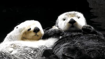 每天一个奇怪冷知识,芬达饮料的来历