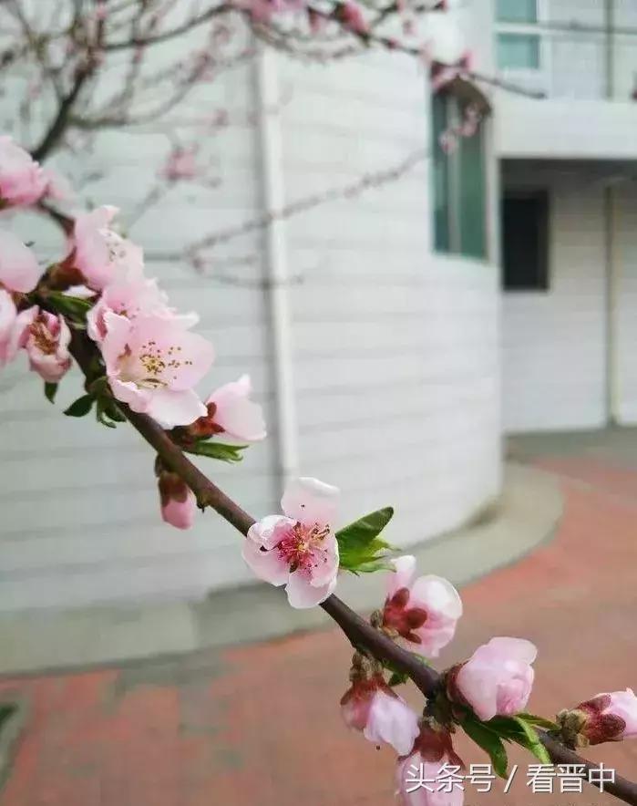 情系职中（杨保卫）