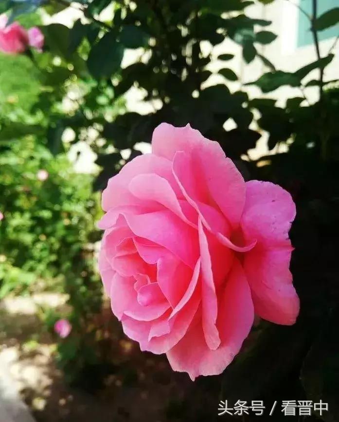 情系职中（杨保卫）