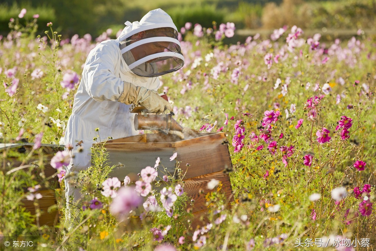 蜜蜂伤热伤冷,蜜蜂中暑会死吗