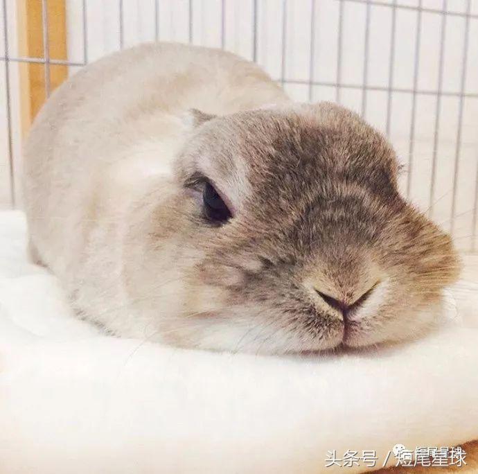 兔子中暑了不吃不喝怎么办,兔子晒太阳中暑了怎么办