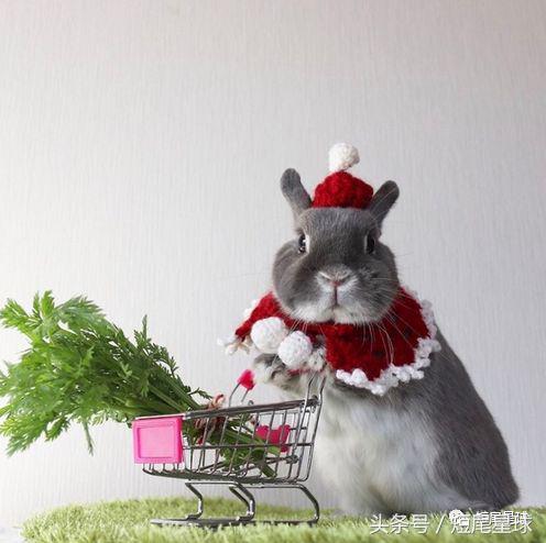 兔子中暑了不吃不喝怎么办,兔子晒太阳中暑了怎么办