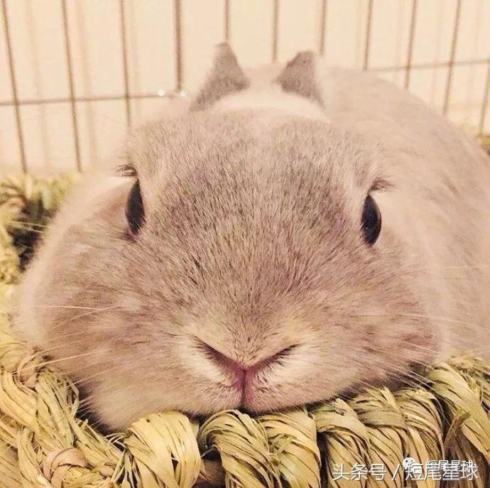 兔子中暑了不吃不喝怎么办,兔子晒太阳中暑了怎么办