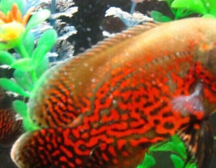 十大养不死的热带鱼观赏鱼品种,新手养不死的小型热带观赏鱼