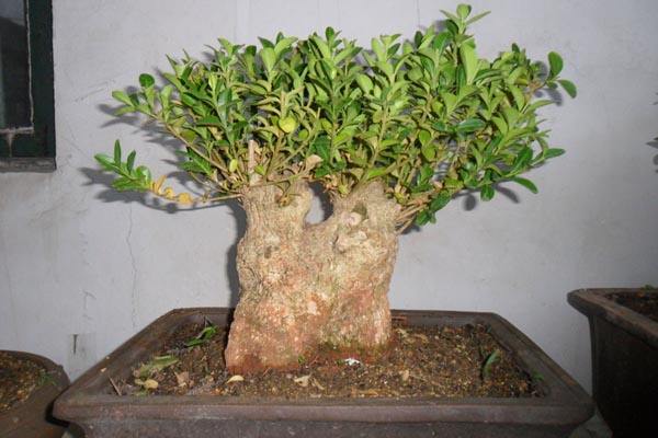 黄杨盆景制作视频在线观看,黄杨盆景游龙造型技巧图解