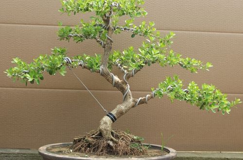 黄杨盆景制作视频在线观看,黄杨盆景游龙造型技巧图解