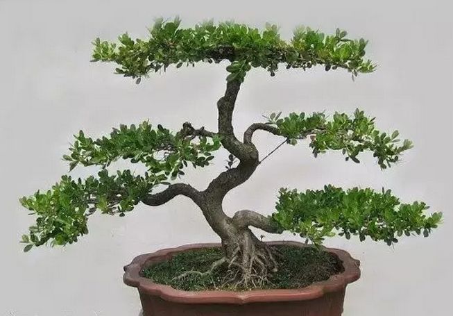 黄杨盆景制作视频在线观看,黄杨盆景游龙造型技巧图解