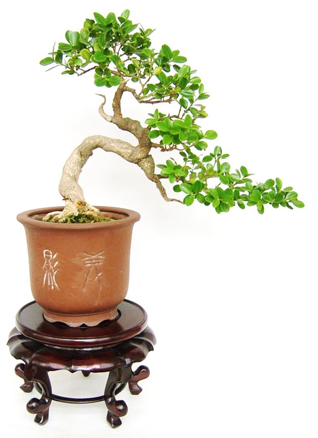 黄杨盆景制作视频在线观看,黄杨盆景游龙造型技巧图解