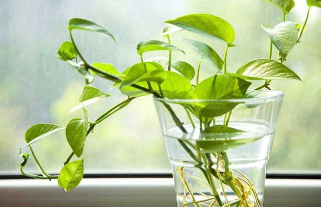 绿萝将死想扔了？用这些方法，还能活！