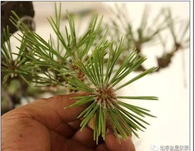 黑松短针怎么盘,黑松短针缩枝法