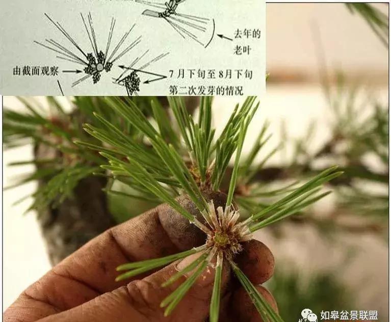 黑松短针怎么盘,黑松短针缩枝法