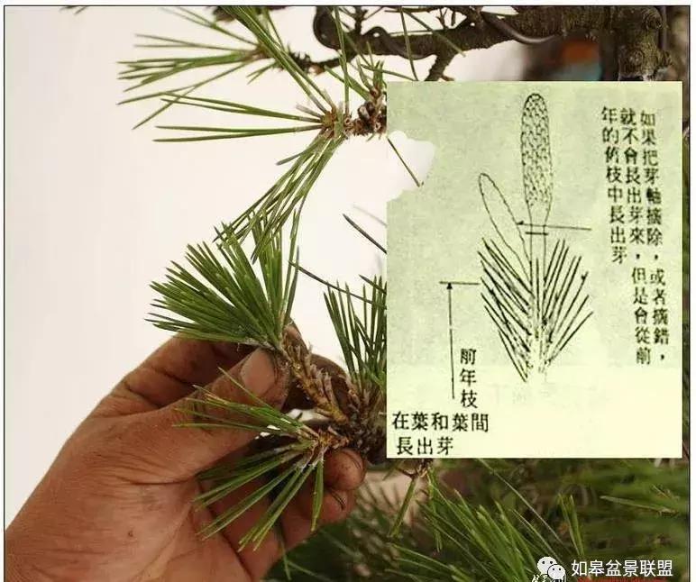 黑松短针怎么盘,黑松短针缩枝法