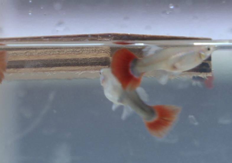 南浔地板之都,南浔地板城和地板市场