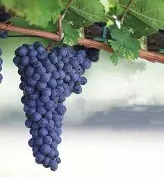 据说葡萄酒爱好者都这么给猫主子起名字……