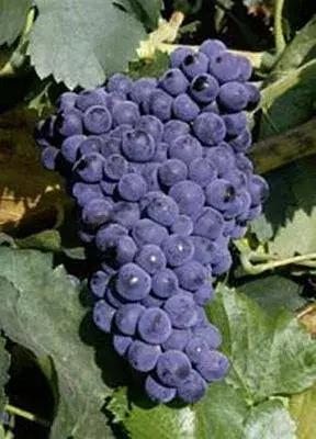 据说葡萄酒爱好者都这么给猫主子起名字……