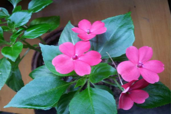 什么植物会炸开果实播种,一些植物神奇的繁殖方式