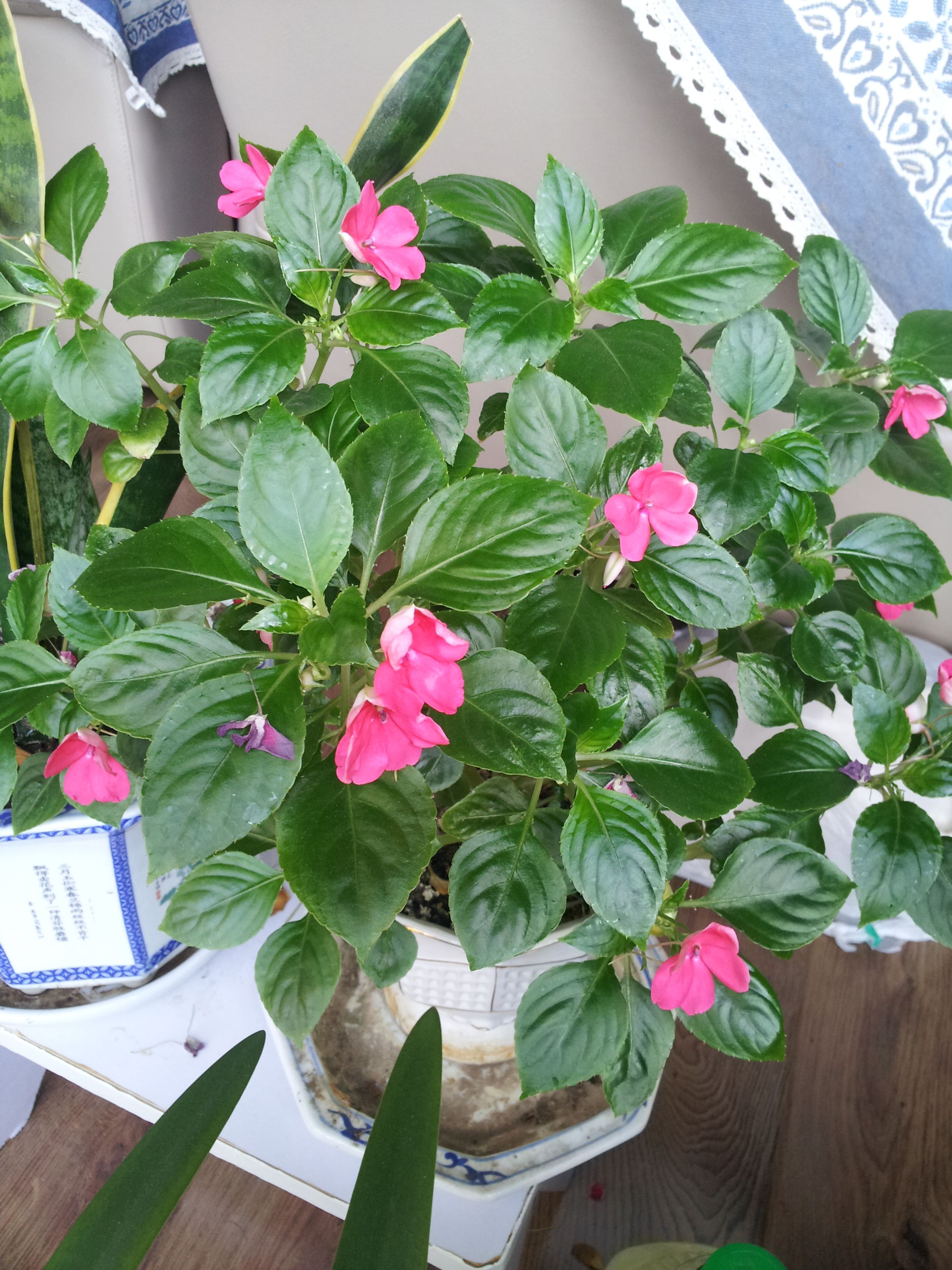 什么植物会炸开果实播种,一些植物神奇的繁殖方式