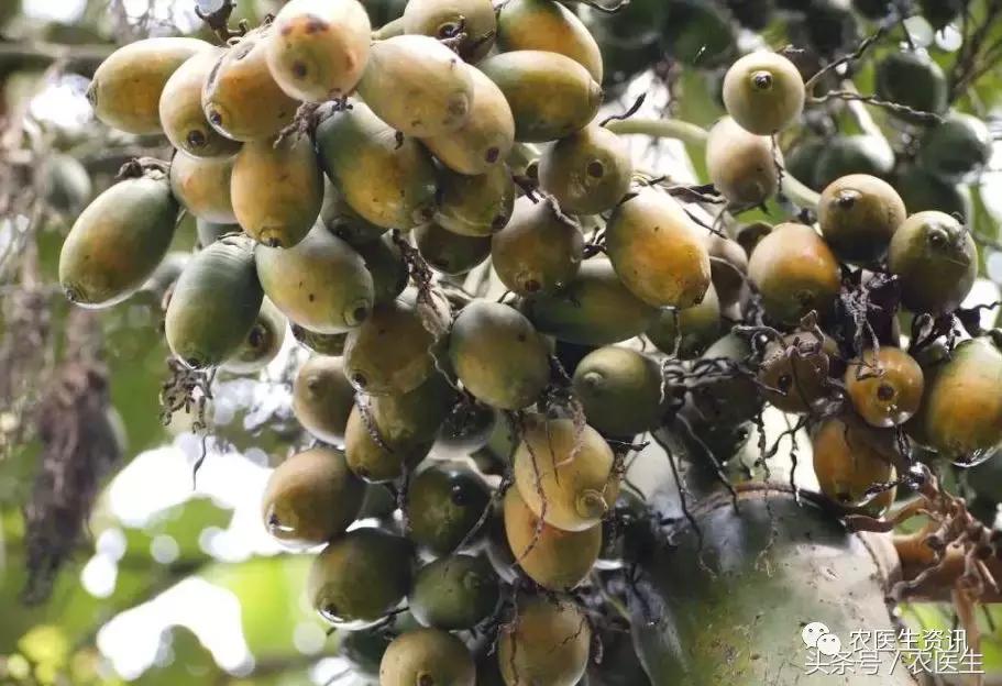 专家讲槟榔管理,槟榔专家讲解