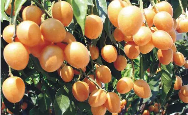 全身是宝的药,全身都是宝的种子