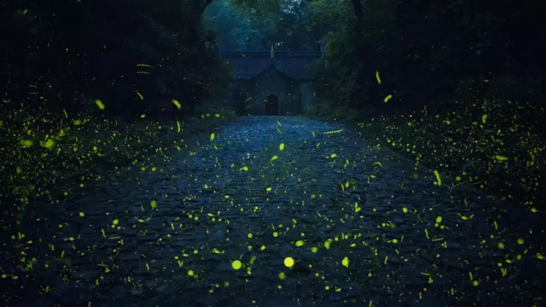 你拍过萤火虫吗,拍萤火虫小技巧有哪些呢