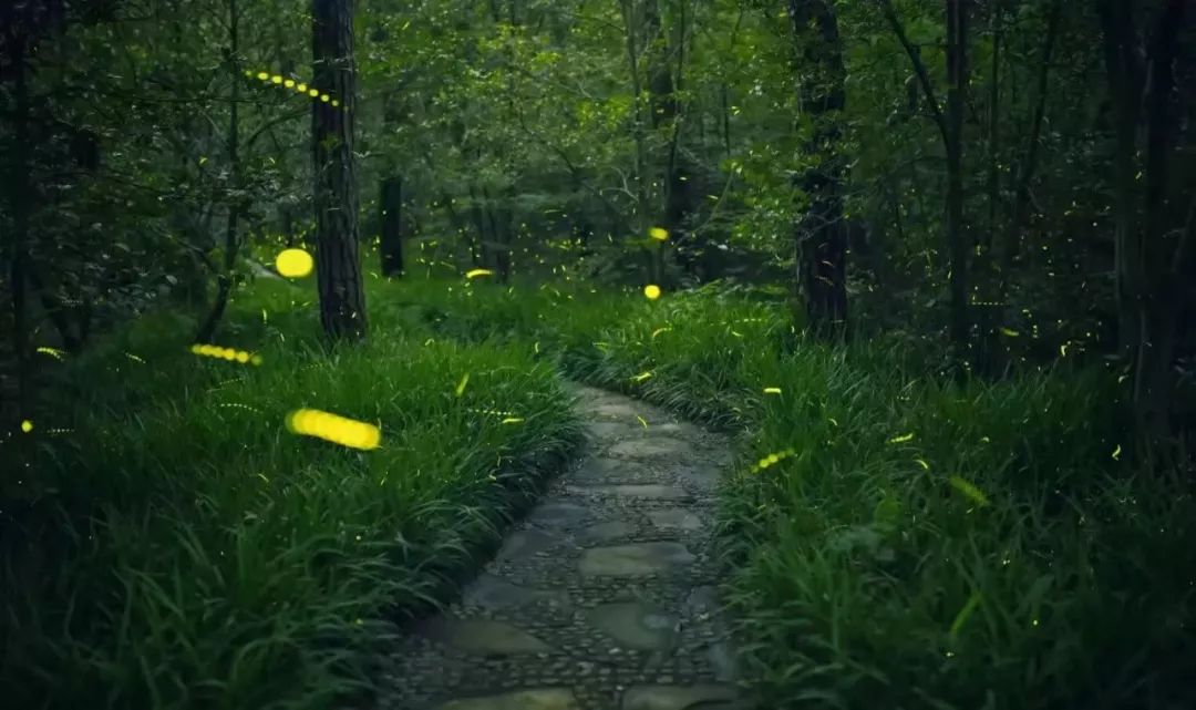 你拍过萤火虫吗,拍萤火虫小技巧有哪些呢