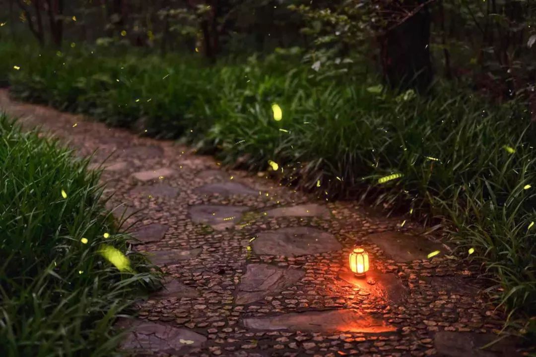 你拍过萤火虫吗,拍萤火虫小技巧有哪些呢