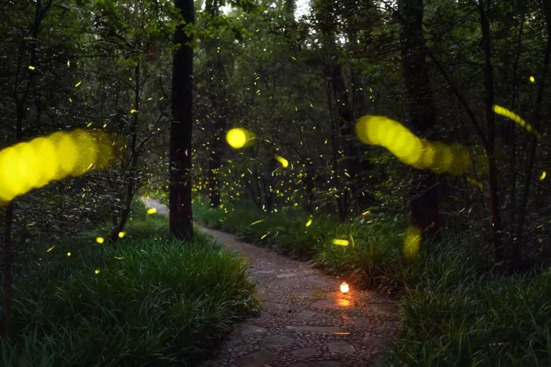 你拍过萤火虫吗,拍萤火虫小技巧有哪些呢