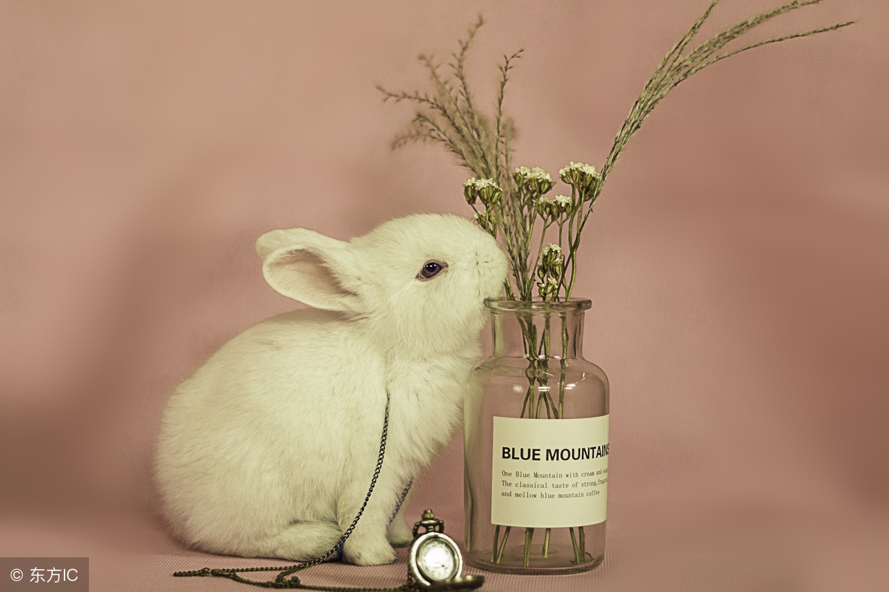 大叔小宠讲堂之坎贝尔仓鼠介绍,大叔小宠讲堂