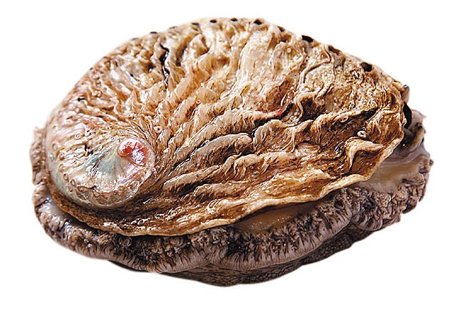 鲍鱼品种知多少，全球最知名的鲍鱼都在这了