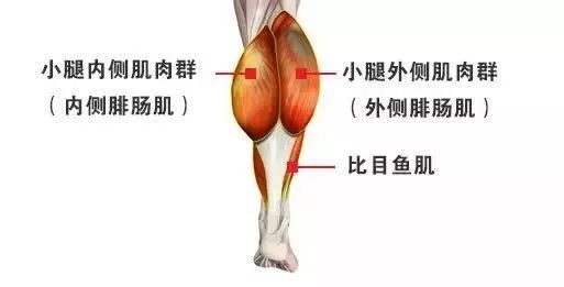 怎么用手判断自己的腿是粗还是细,如何判断自己的腿粗多少