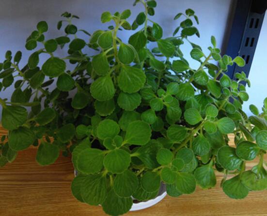 碰碰香一碰就会发出香味的原因,碰碰香为什么一碰就会发出香味