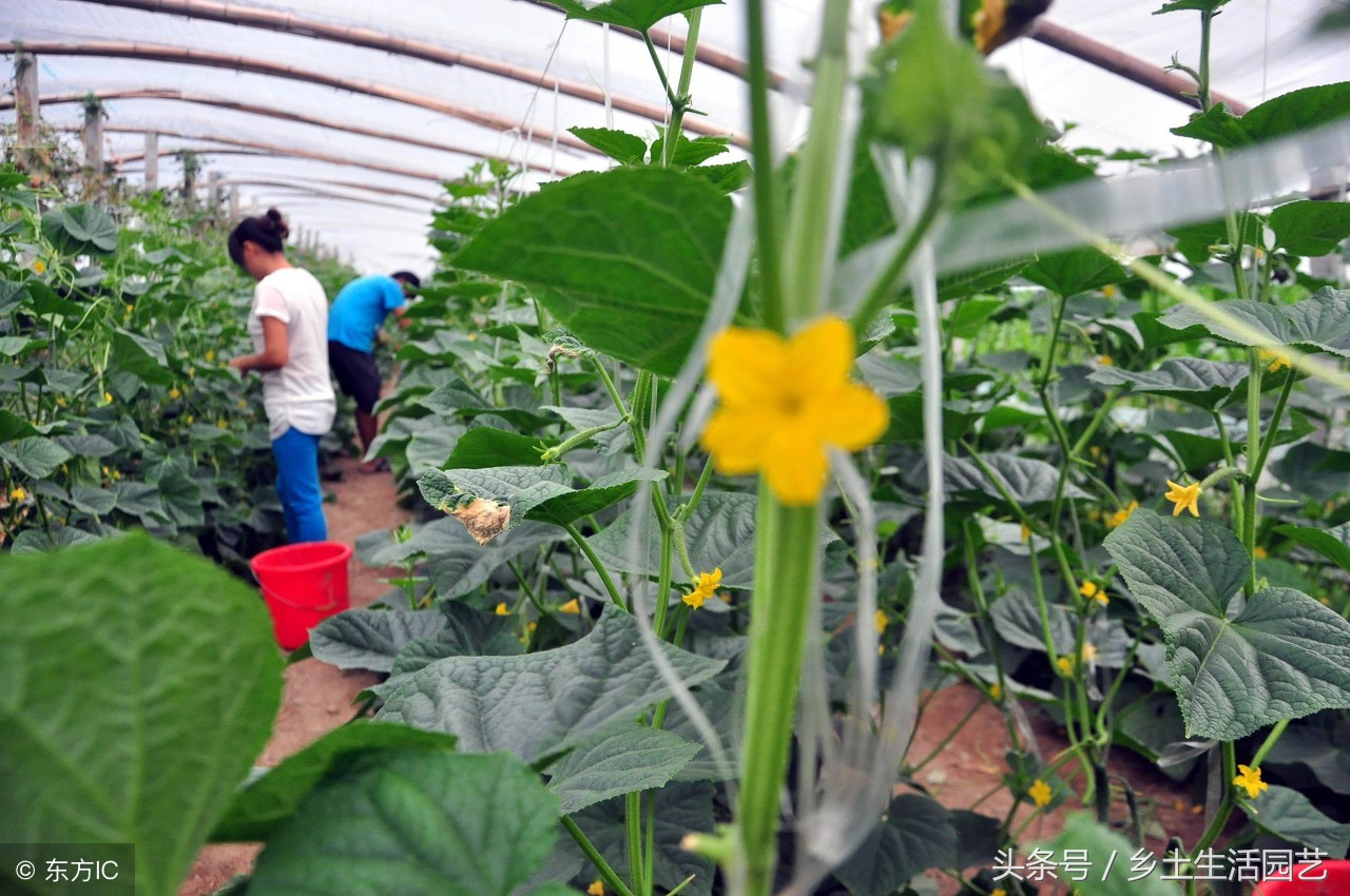 黄瓜高产秘诀根系好决定产量高,黄瓜结果后的管理