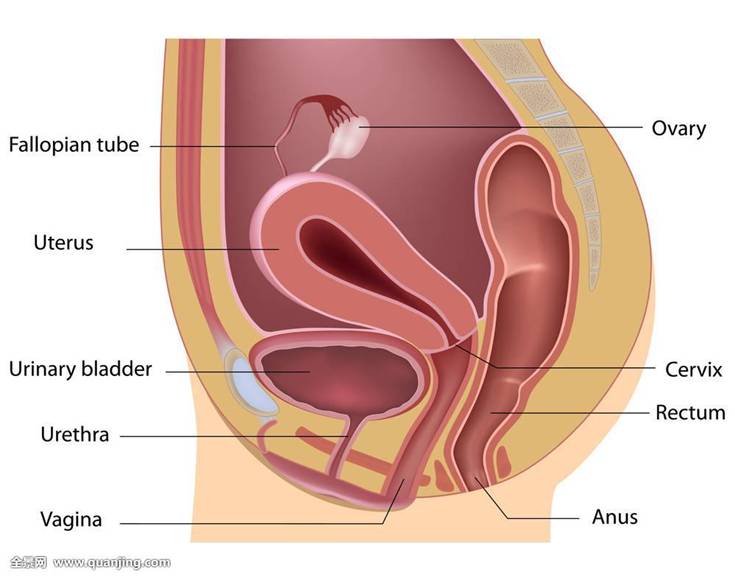 22岁女孩,体检肛门指诊检查,发现“肿物”,原来竟然是这个!
