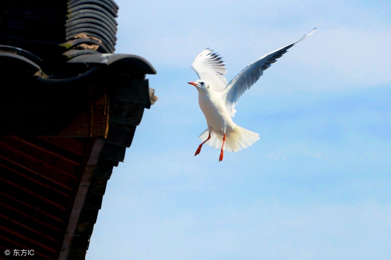 鸽子逃笼怎么办,防止鸽子落鸽的方法