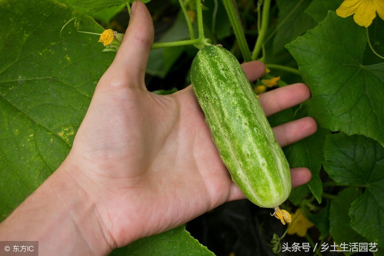 黄瓜高产秘诀根系好决定产量高,黄瓜结果后的管理