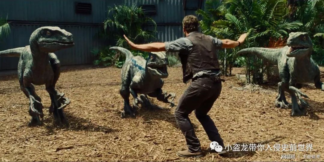 侏罗纪世界迅猛龙叫什么名字,侏罗纪世界暴虐迅猛龙只有一只吗