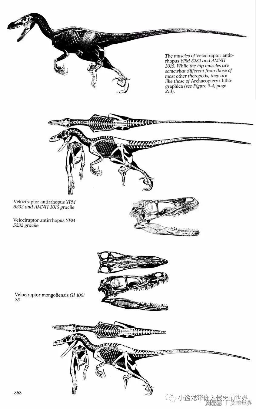 侏罗纪世界迅猛龙叫什么名字,侏罗纪世界暴虐迅猛龙只有一只吗