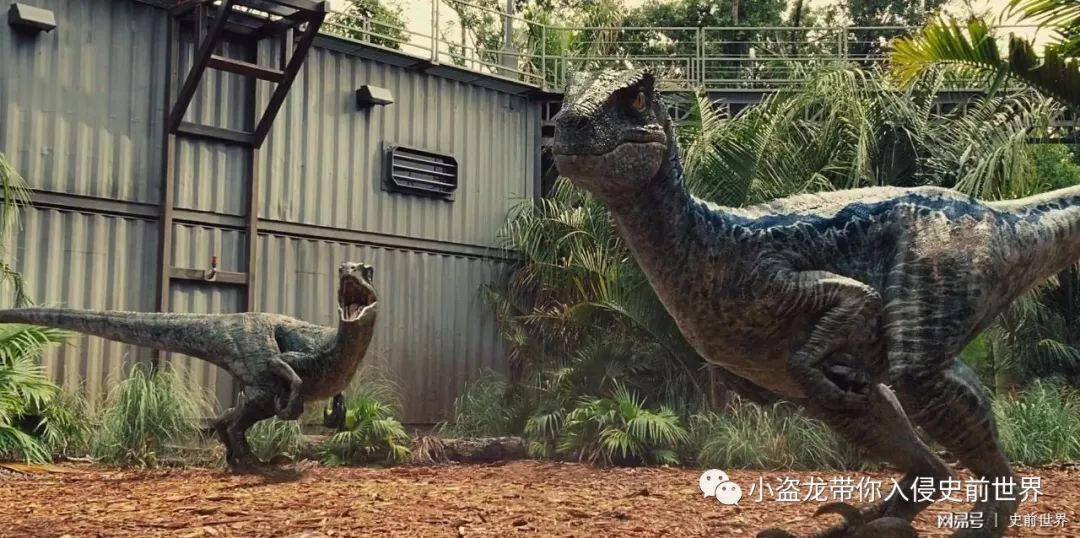 侏罗纪世界迅猛龙叫什么名字,侏罗纪世界暴虐迅猛龙只有一只吗